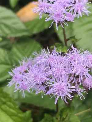 Blue mistflower(Conoclinium coelestinum)