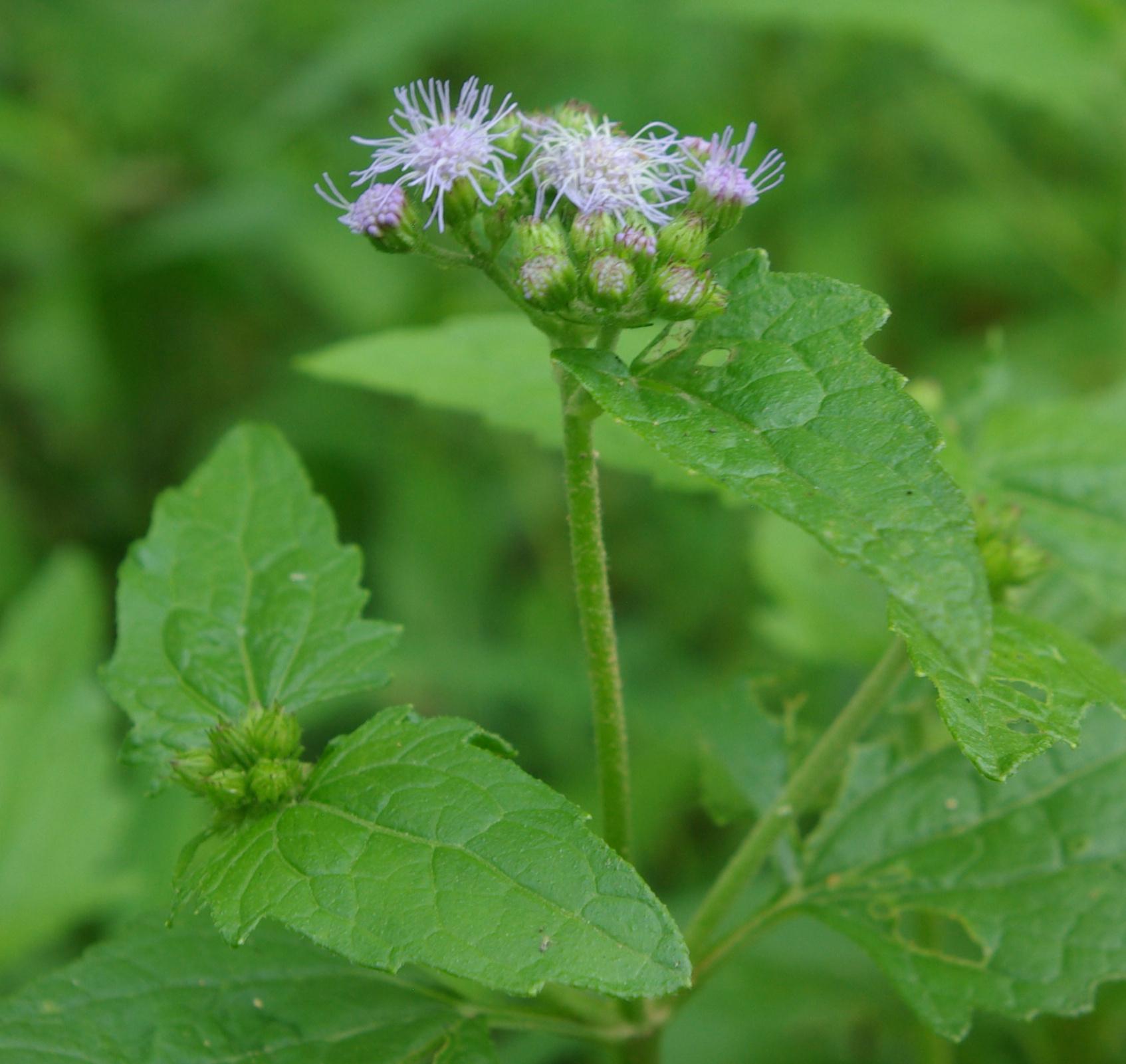 Blue mistflower