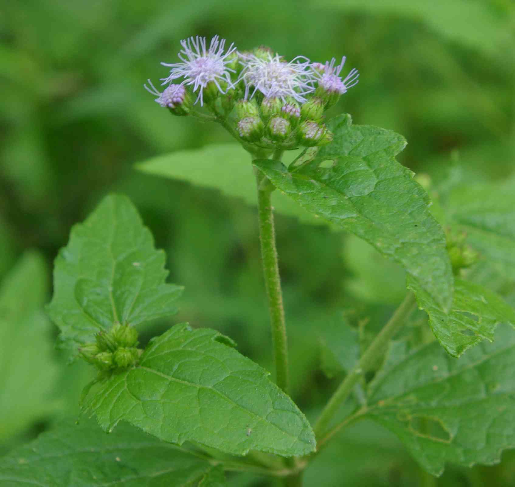 Blue mistflower(Conoclinium coelestinum)