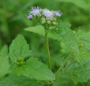 Blue mistflower(Conoclinium coelestinum)