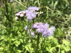 Palm-Leaf Mistflower(Conoclinium dissectum)