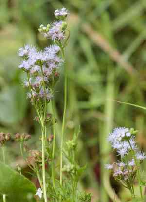 Palm-Leaf Mistflower(Conoclinium dissectum)