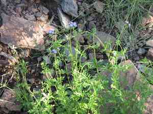 Palm-Leaf Mistflower(Conoclinium dissectum)