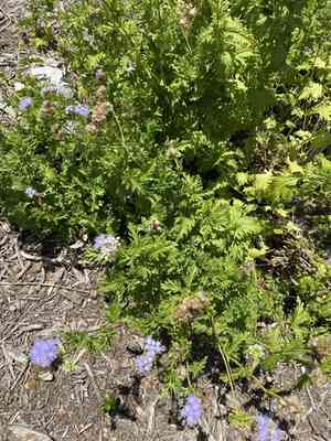 Palm-Leaf Mistflower(Conoclinium dissectum)