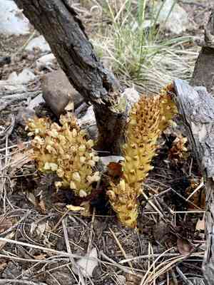 Alpine cancer-root(Conopholis alpina)