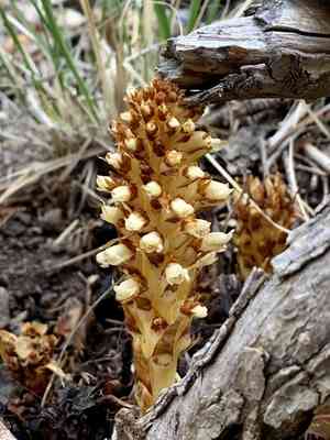 Alpine cancer-root(Conopholis alpina)