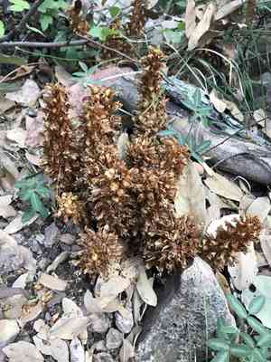 Alpine cancer-root(Conopholis alpina)