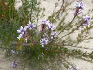 Slender smoke-bush(Conospermum patens)