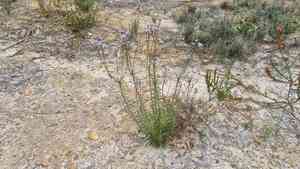 Slender smoke-bush(Conospermum patens)