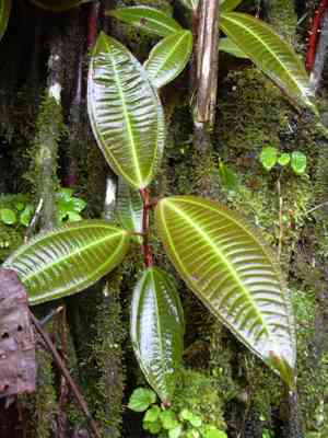 Conostegia (Conostegia)(Conostegia)