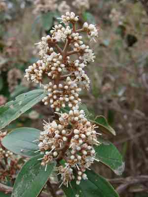 Conostegia (Conostegia)(Conostegia)