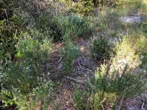False rosemary(Conradina canescens)