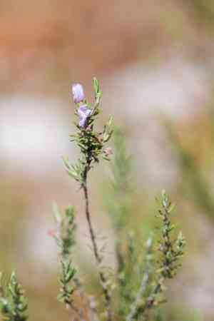 False rosemary(Conradina canescens)