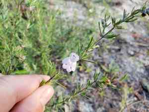 False rosemary(Conradina canescens)