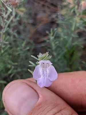 False rosemary(Conradina canescens)