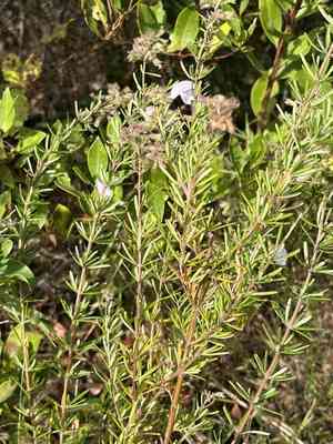 Largeflower false rosemary(Conradina grandiflora)