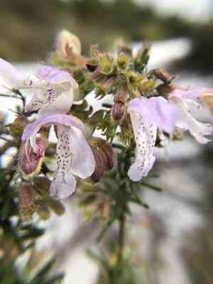 Largeflower false rosemary(Conradina grandiflora)