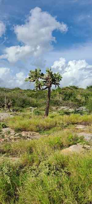 Sour pricklypear(Consolea rubescens)