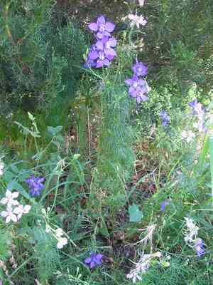 Doubtful knight's spur(Consolida ajacis)
