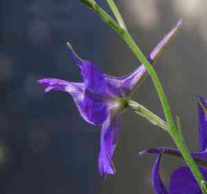 Doubtful knight's spur(Consolida ajacis)