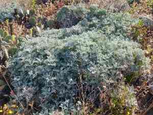 Nevin's woolly sunflower(Constancea nevinii)