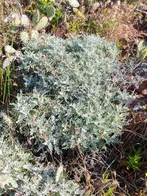 Nevin's woolly sunflower(Constancea nevinii)