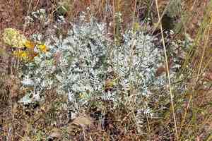 Nevin's woolly sunflower(Constancea nevinii)