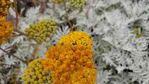 Nevin's woolly sunflower(Constancea nevinii)