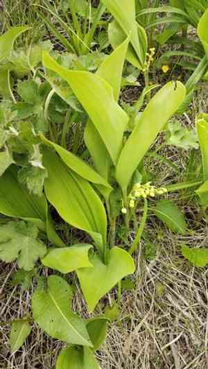Convallaria keiskei(Convallaria keiskei)