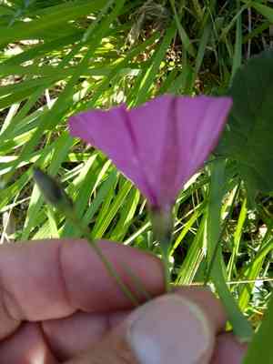 Mallow bindweed(Convolvulus althaeoides)