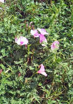 Mallow bindweed(Convolvulus althaeoides)
