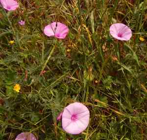 Mallow bindweed(Convolvulus althaeoides)