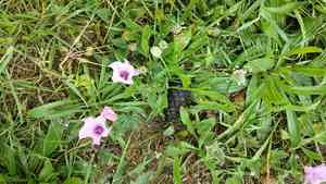 Mallow bindweed(Convolvulus althaeoides)