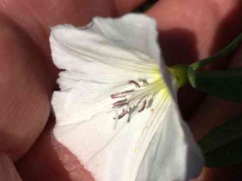Field bindweed(Convolvulus arvensis)