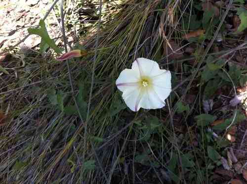 Field bindweed(Convolvulus arvensis)