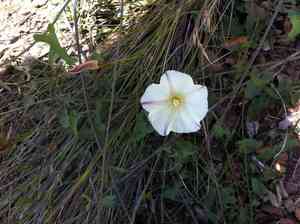 Field bindweed(Convolvulus arvensis)
