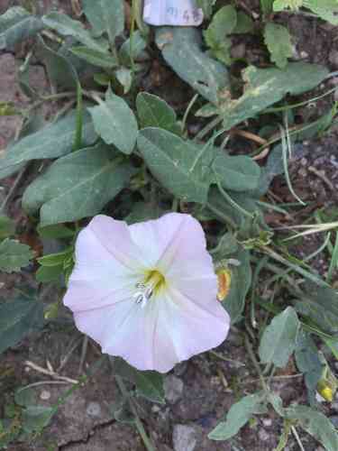 Field bindweed(Convolvulus arvensis)