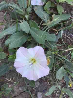 Field bindweed(Convolvulus arvensis)