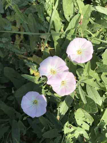 Field bindweed(Convolvulus arvensis)