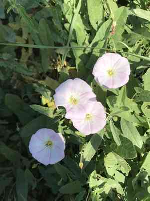 Field bindweed(Convolvulus arvensis)