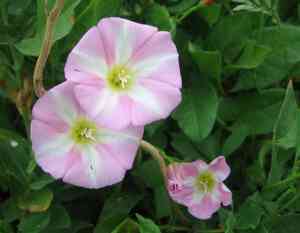 Field bindweed(Convolvulus arvensis)