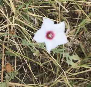 Texas bindweed(Convolvulus equitans)