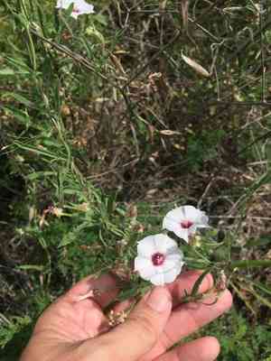 Texas bindweed(Convolvulus equitans)