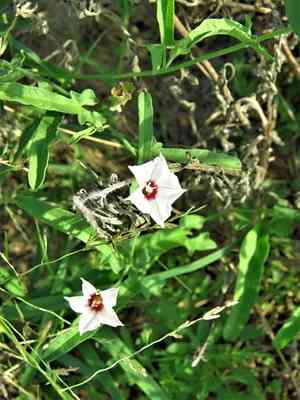 Texas bindweed(Convolvulus equitans)