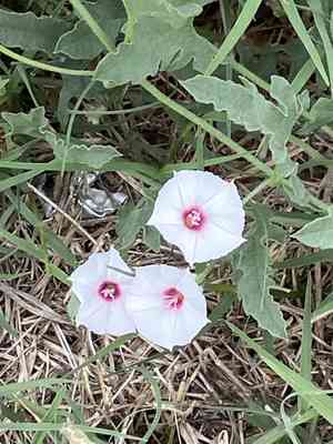 Texas bindweed(Convolvulus equitans)