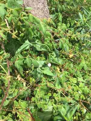 Pinkflower bindweed(Convolvulus erubescens)