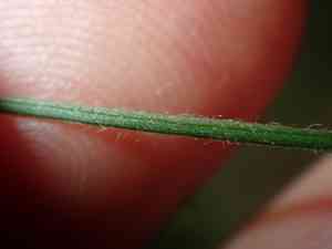 Pinkflower bindweed(Convolvulus erubescens)