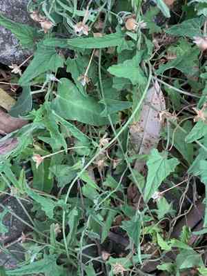Pinkflower bindweed(Convolvulus erubescens)