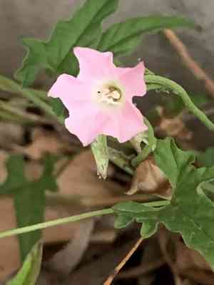 Pinkflower bindweed(Convolvulus erubescens)