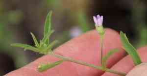 Small-flowered morning-glory(Convolvulus simulans)